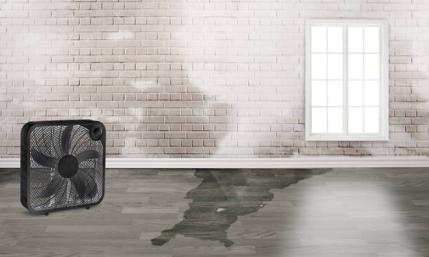 Best Water damage mitigation services  in New Bremen, OH