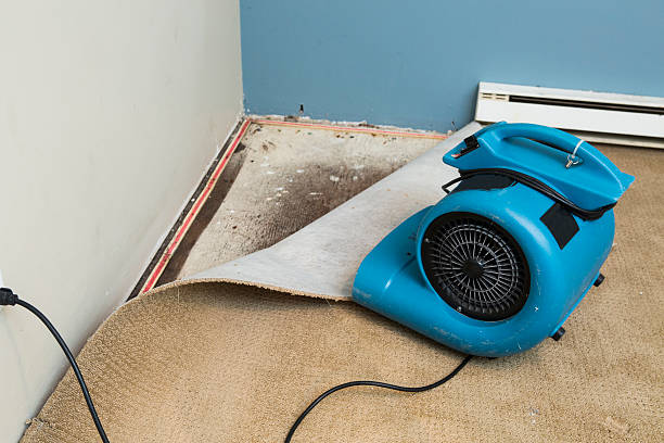 Best Basement water damage restoration  in New Bremen, OH